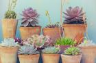 Succulent Window IV