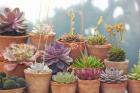 Succulents in Terracotta Pots II