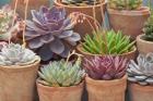 Succulents in Terracotta Pots III