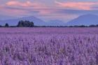 Fields of Clary Sage in Provence