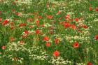 Flower Field with Poppies