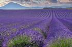 Lavender Fields Provence