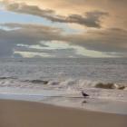 Seagull on Beach