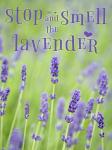 Smell the Lavender