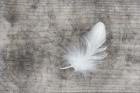 White Feather