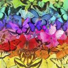 Rainbow of Butterflies