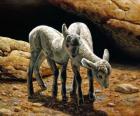 Baby Bighorns