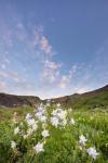 Columbine Morning I