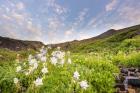 Columbine Morning II