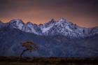 Tree and the Mountain