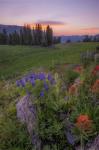 Flower Sunset