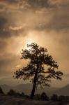 Tree Silhouette