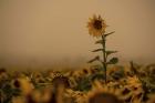 Sunflowers Fog