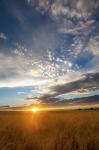 Wheat Field Sunset