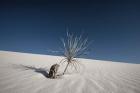 Palm on the Dune