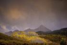 Mountain Aspens