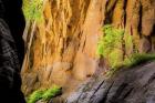 Tree on Edge of Cliff