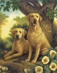 Yellow Labs