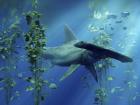 Hammerhead