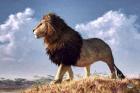 Impressionist Lion