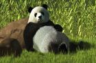 Reclining Panda