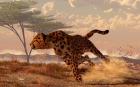 Speeding Cheetah