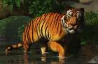 Wading Tiger