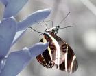 Metamorphosis