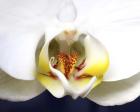 Orchid