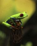 Tree Frog