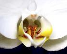 Dove Orchid