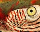 Polly Eye