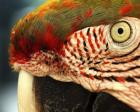 Polly