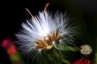 Snow Flower