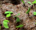 Tee Cutter Ants