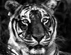 The Observer Black & White