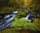 Gorton Creek Fern