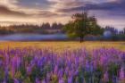 Lupine Sunrise