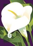 Calla Lily