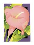 Calla Pink