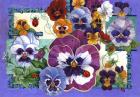 Pansy Mania