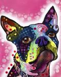 Boston Terrier