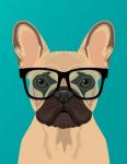 French Bulldog Teal