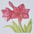 Amaryllis