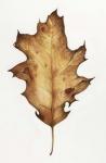 Black Oak Leaf