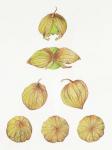 Tomatillos