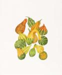 Heirloom Gourds