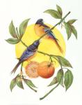 Oranges and Orioles