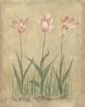 Blooming Tulips II