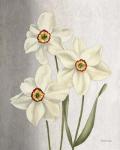 Spring Narcissus